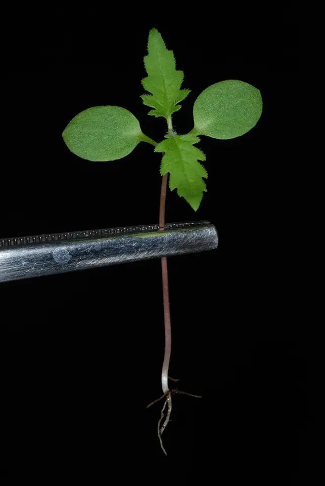 Leafcup (Polymnia canadensis)