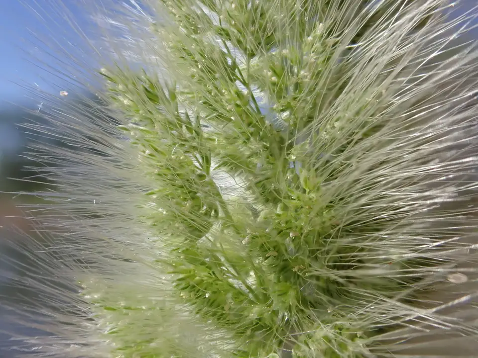 Rabbitfoot Grass (Polypogon monspeliensis)