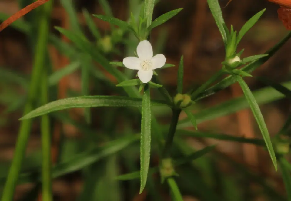 Rust Weed (Polypremum procumbens)