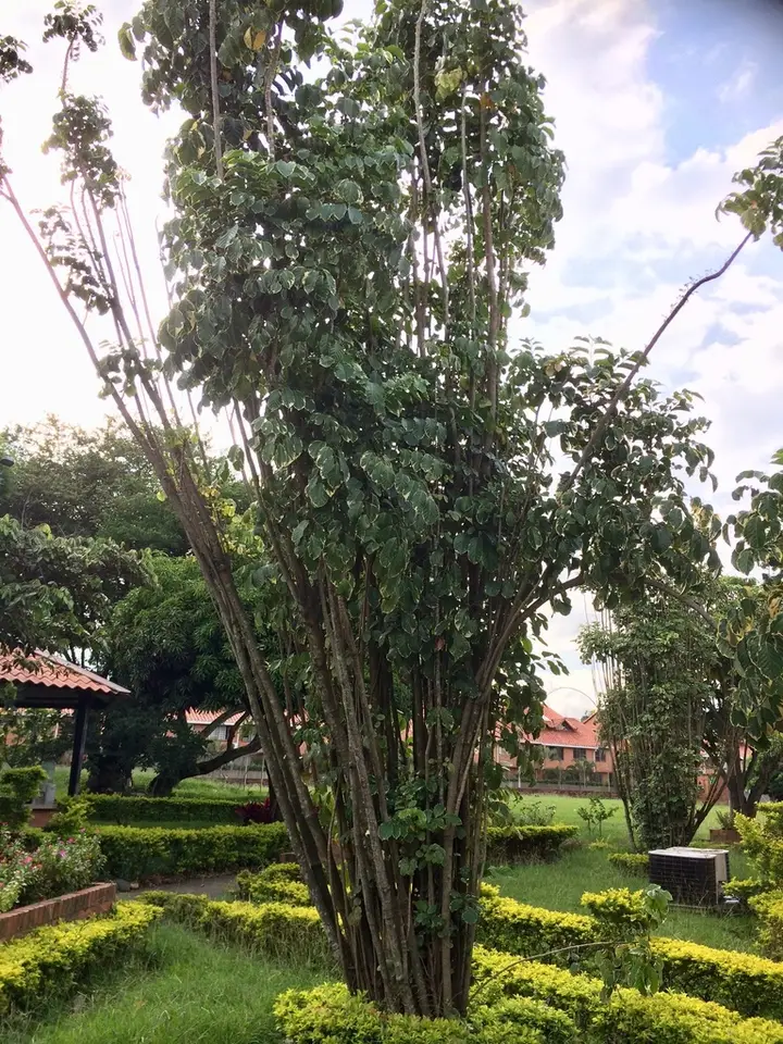 Lace Aralia (Polyscias guilfoylei)