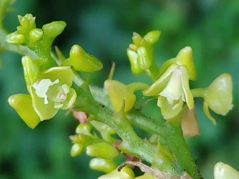 Yellow Helmet Orchid (Polystachya concreta)