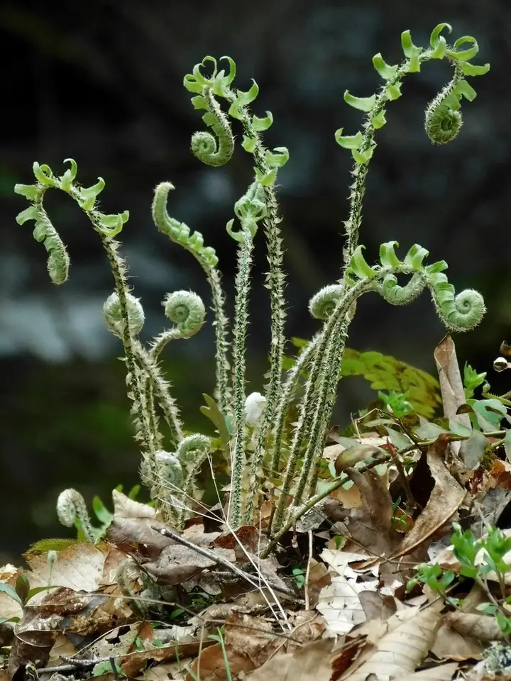 Christmas Fern (Polystichum acrostichoides)