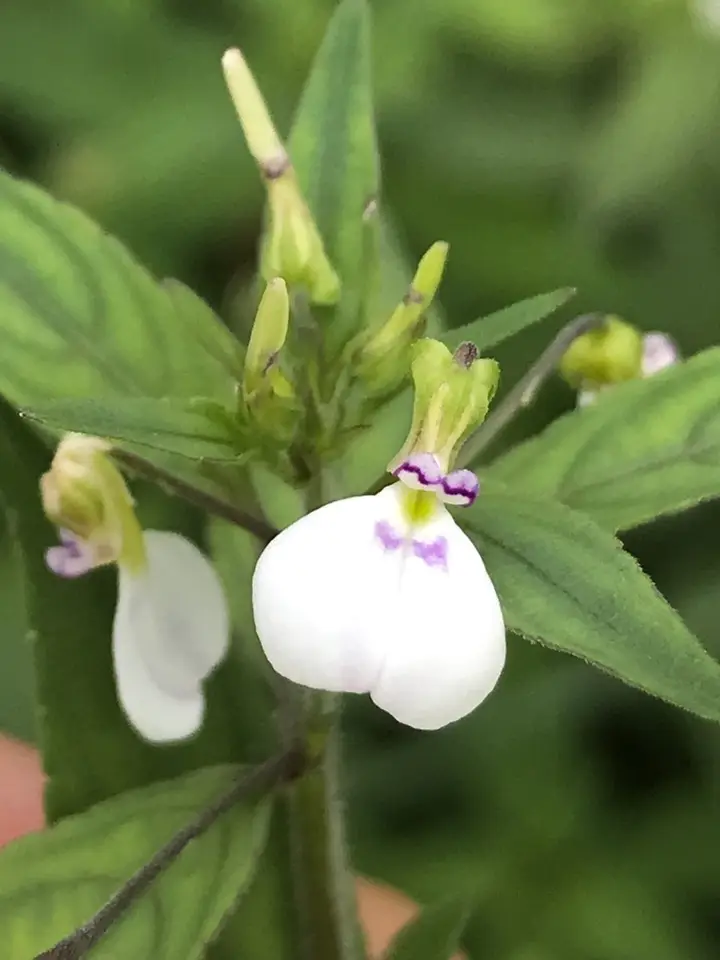 Western Greenviolet (Pombalia attenuata)