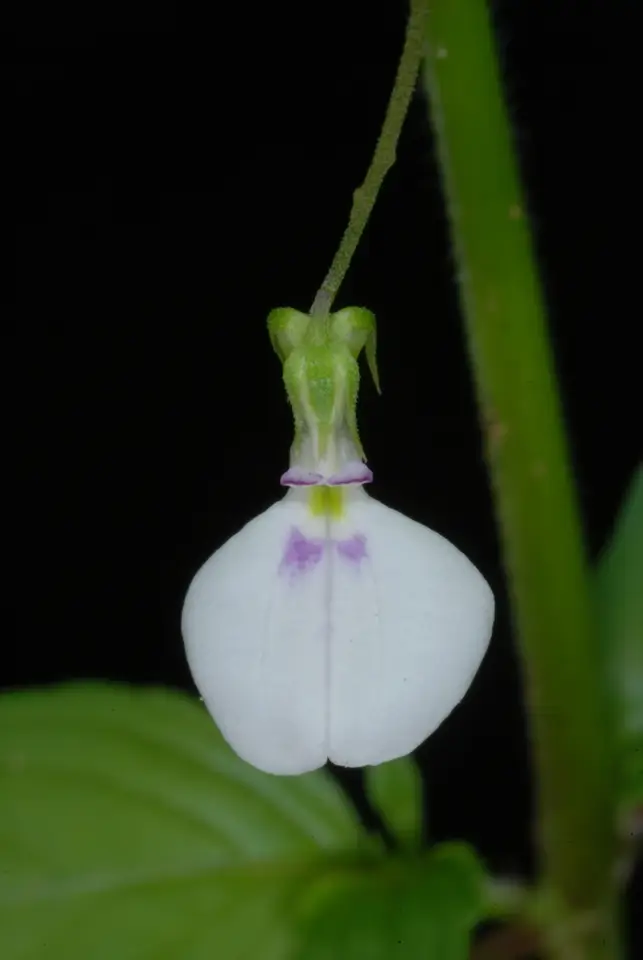 Pombalia linearifolia (Pombalia linearifolia)