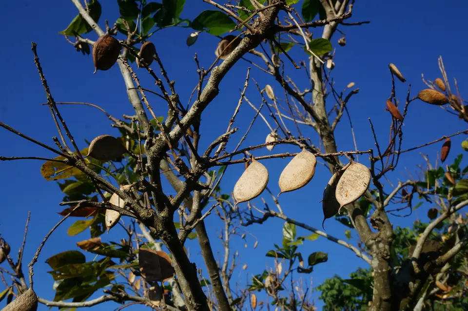 Indian Beech Tree (Pongamia pinnata)