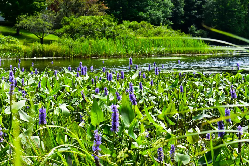 Pickerelweed (Pontederia cordata)
