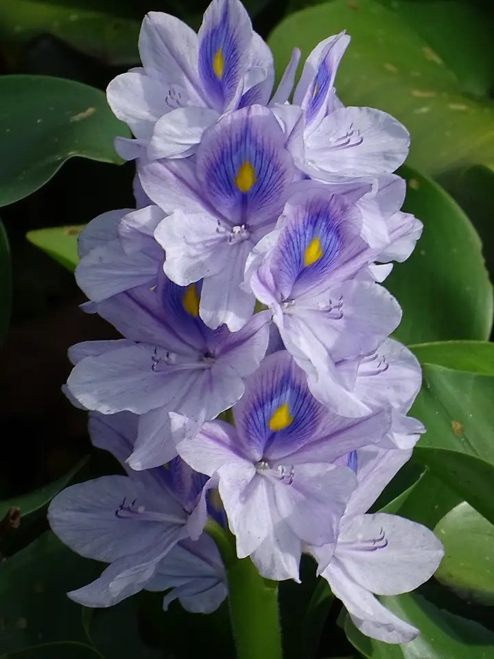 Common Water Hyacinth (Pontederia crassipes)