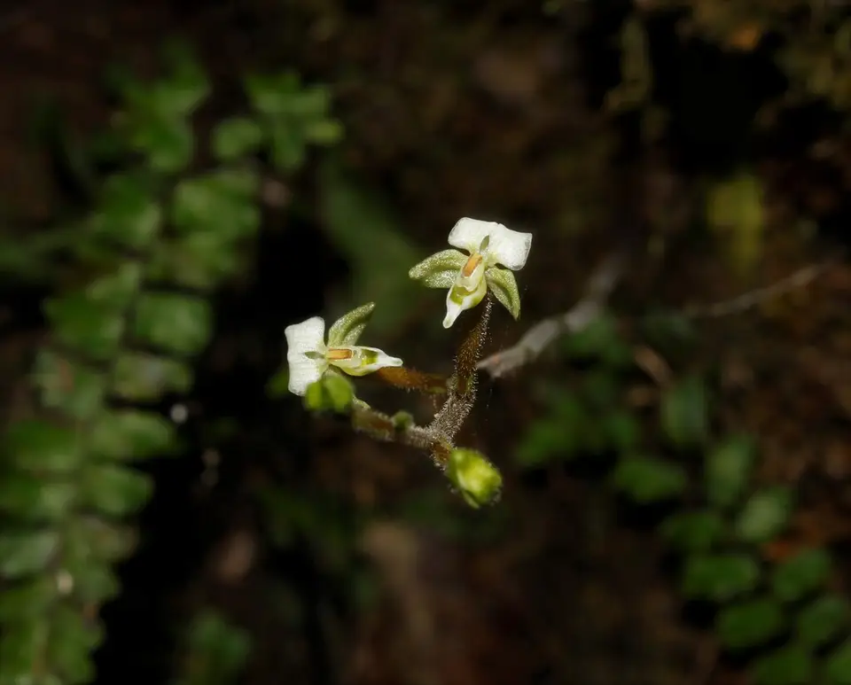 Mrs. Britton's Shadow Witch (Ponthieva brittoniae)