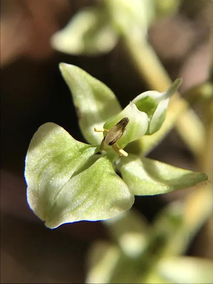 Hairy Shadow Witch (Ponthieva racemosa)
