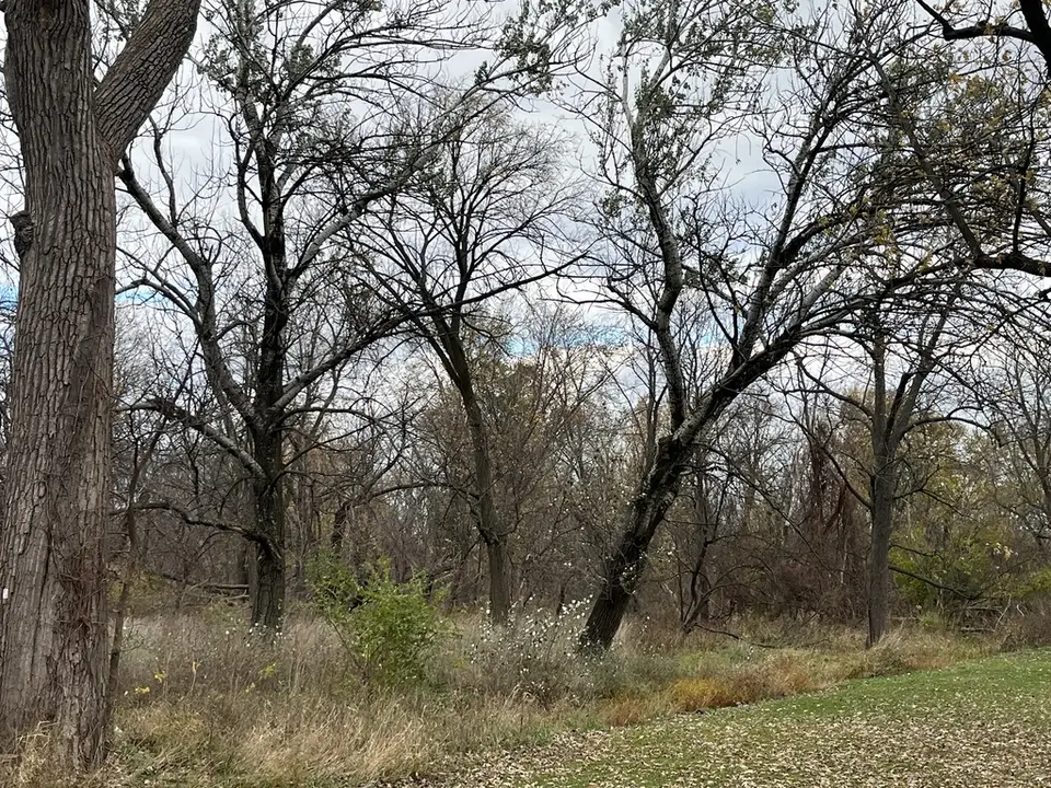 White Poplar (Populus alba)