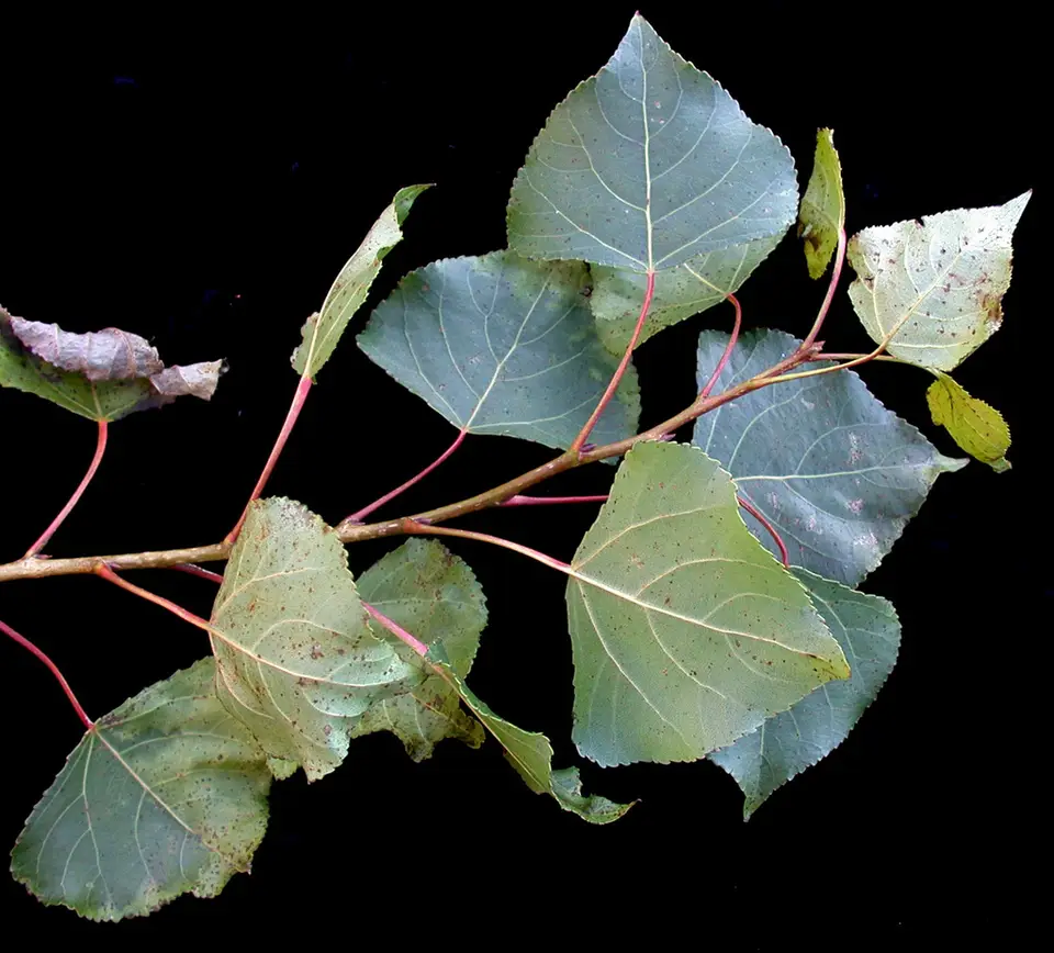 Black Poplar (Populus nigra)