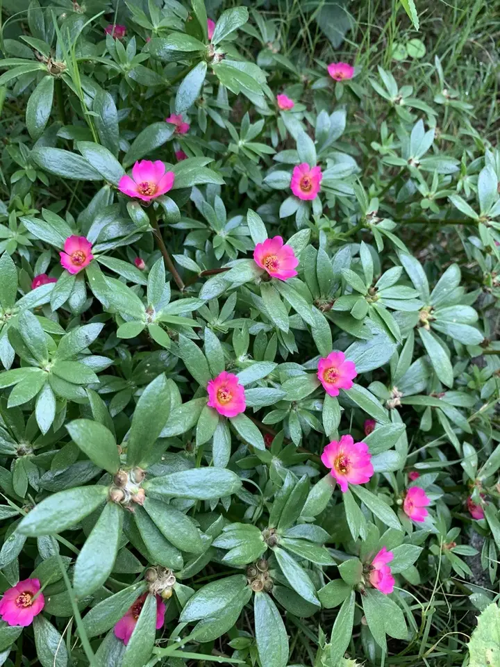 Paraguayan Purslane (Portulaca amilis)