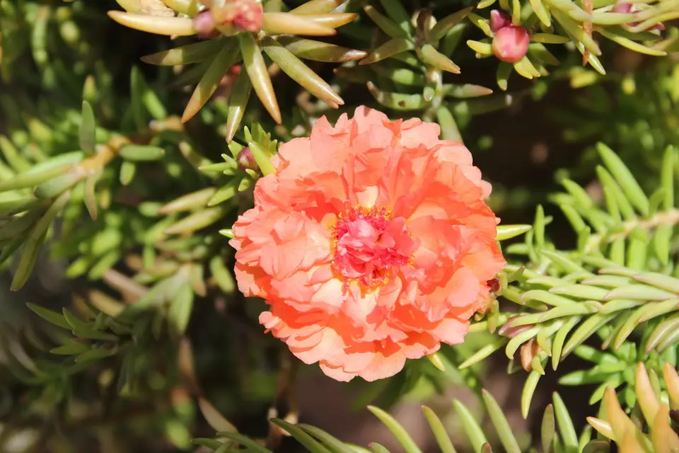 Moss Rose (Portulaca grandiflora)