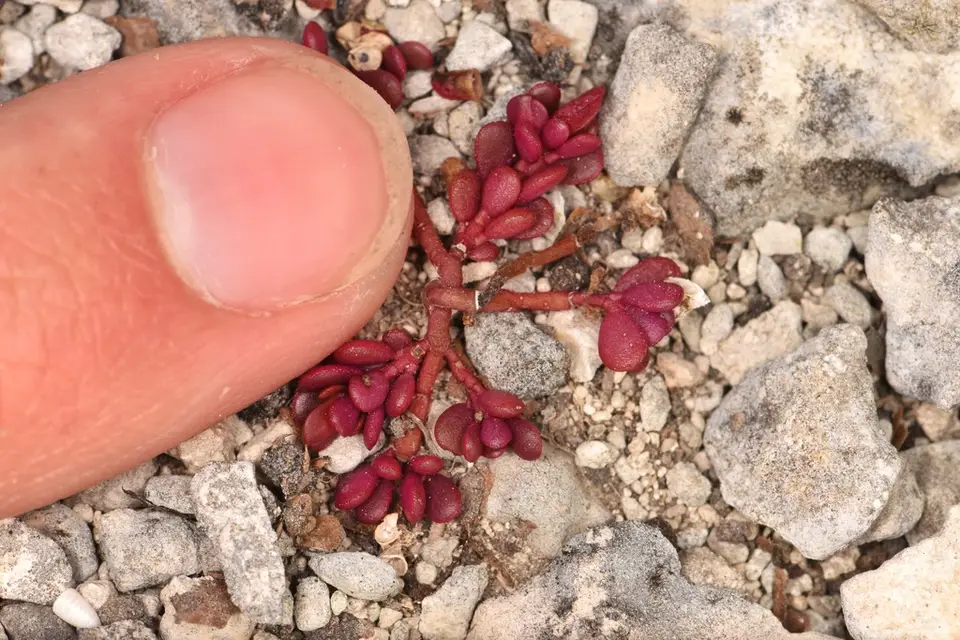 Tiny Purslane (Portulaca minuta)