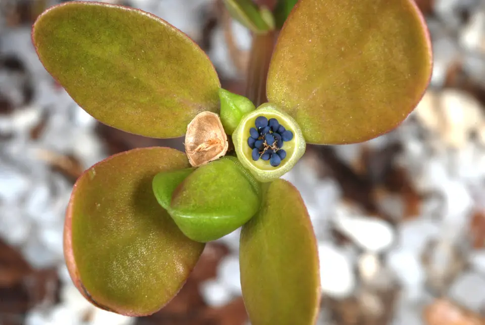 Neotropical Purslane (Portulaca nicaraguensis)