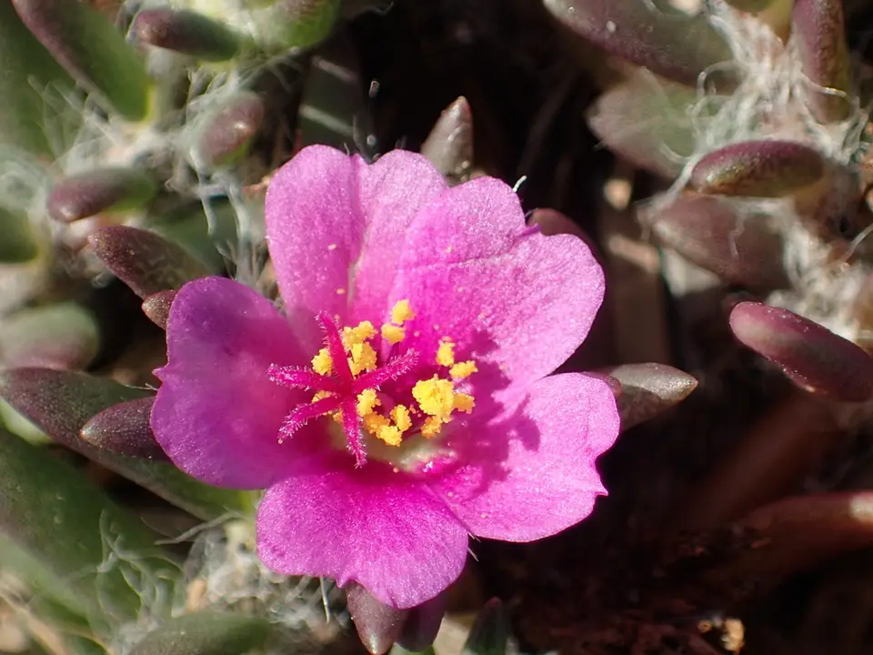 Shaggy Portulaca (Portulaca pilosa)