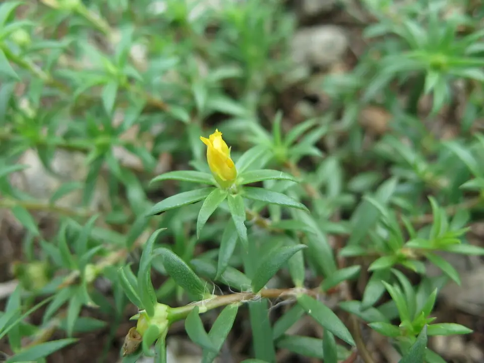 Redstem Purslane (Portulaca rubricaulis)