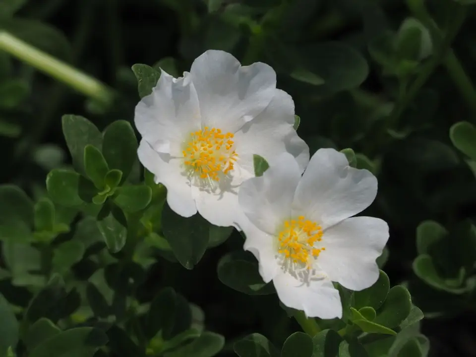 Wingpod Purslane (Portulaca umbraticola)