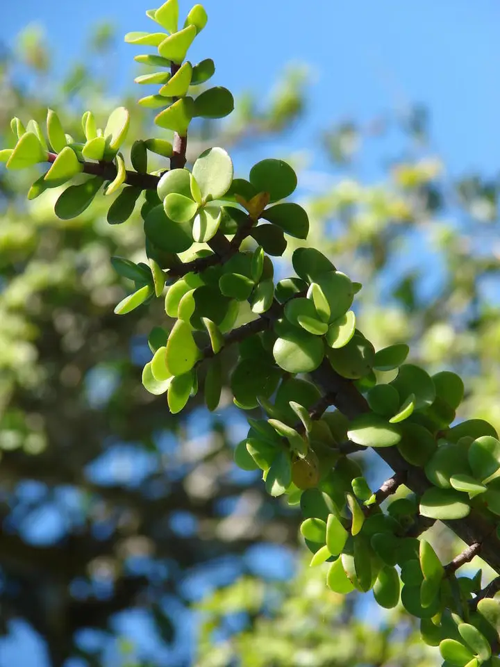 Elephant Bush (Portulacaria afra)