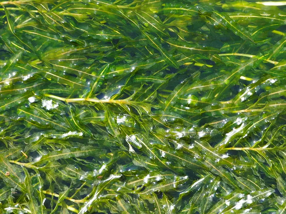 Curly-Leaf Pondweed (Potamogeton crispus)