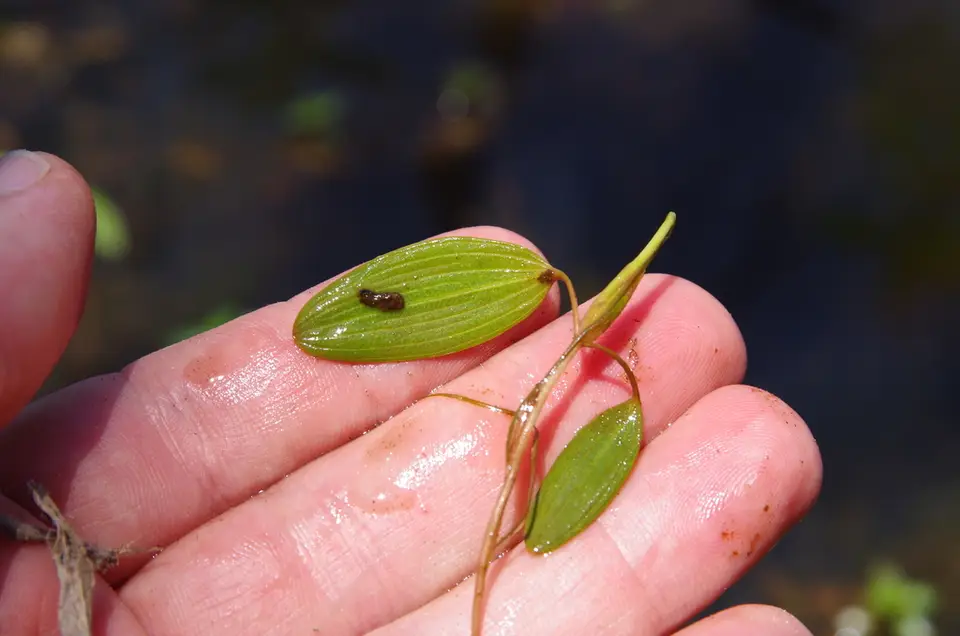 Diverse-Leaved Pondweed (Potamogeton diversifolius)