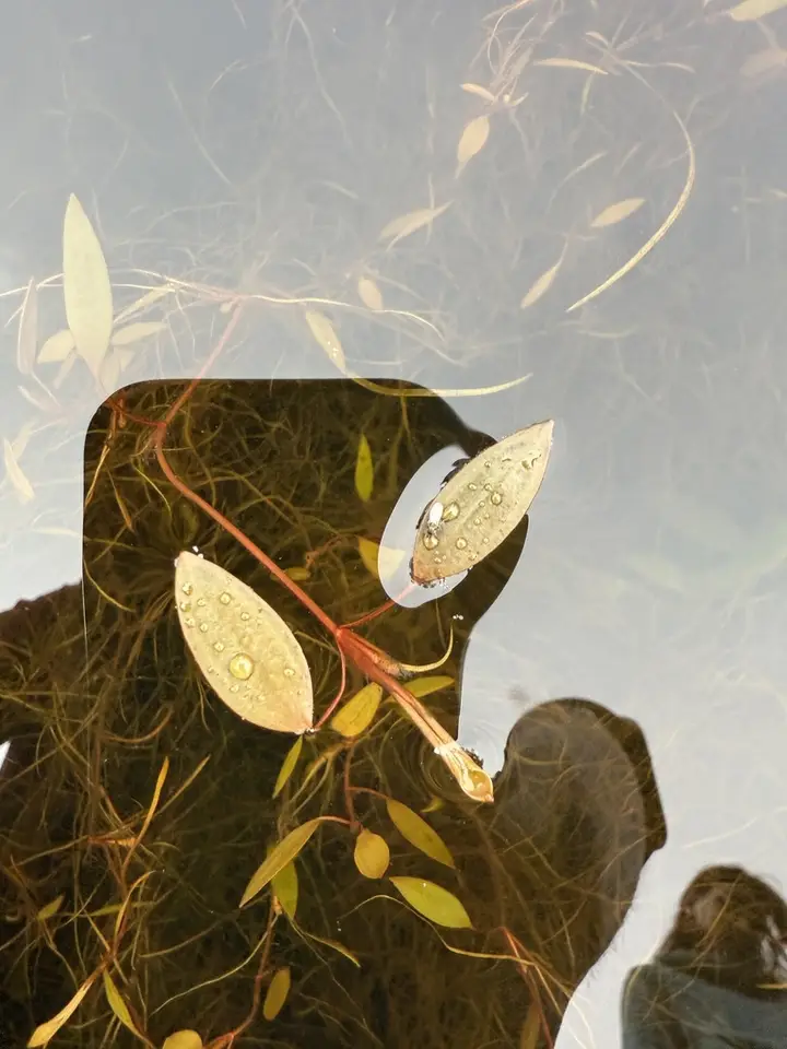 Florida Pondweed (Potamogeton floridanus)