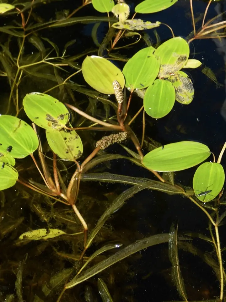 Grass-Leaved Pondweed (Potamogeton gramineus)