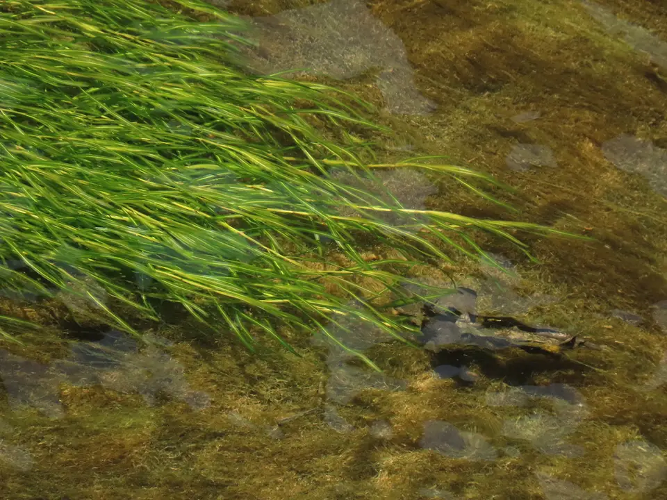 Small Pondweed (Potamogeton pusillus)