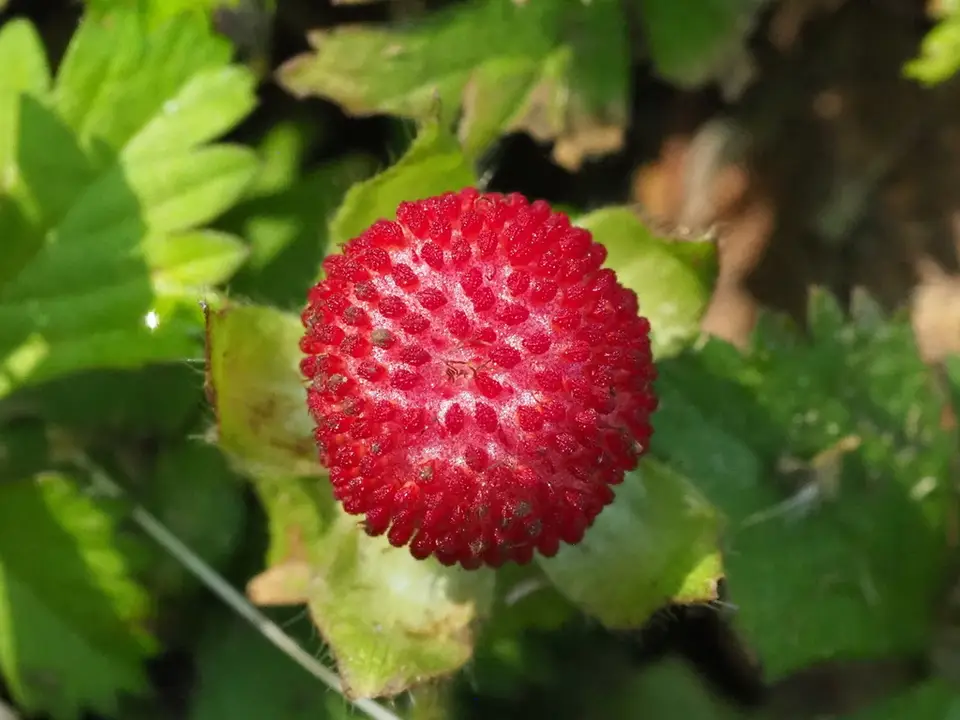 Lesser Mock-Strawberry (Potentilla hebiichigo)