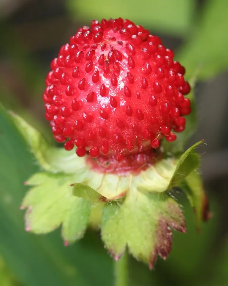 Mock Strawberry (Potentilla indica)
