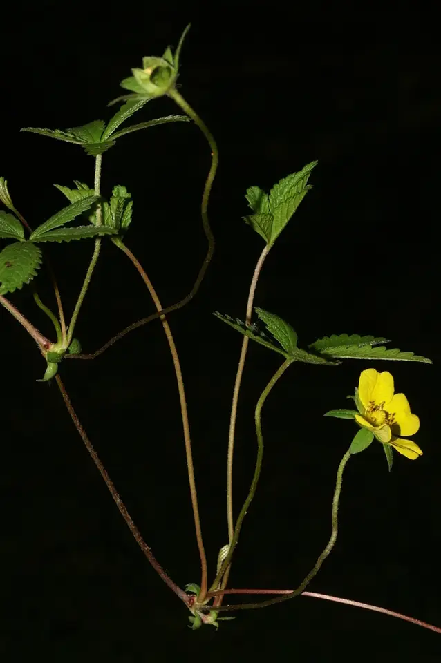Creeping Cinquefoil (Potentilla reptans)
