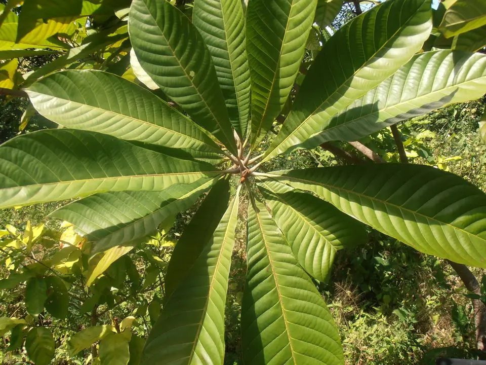 Mamey Sapote (Pouteria sapota)