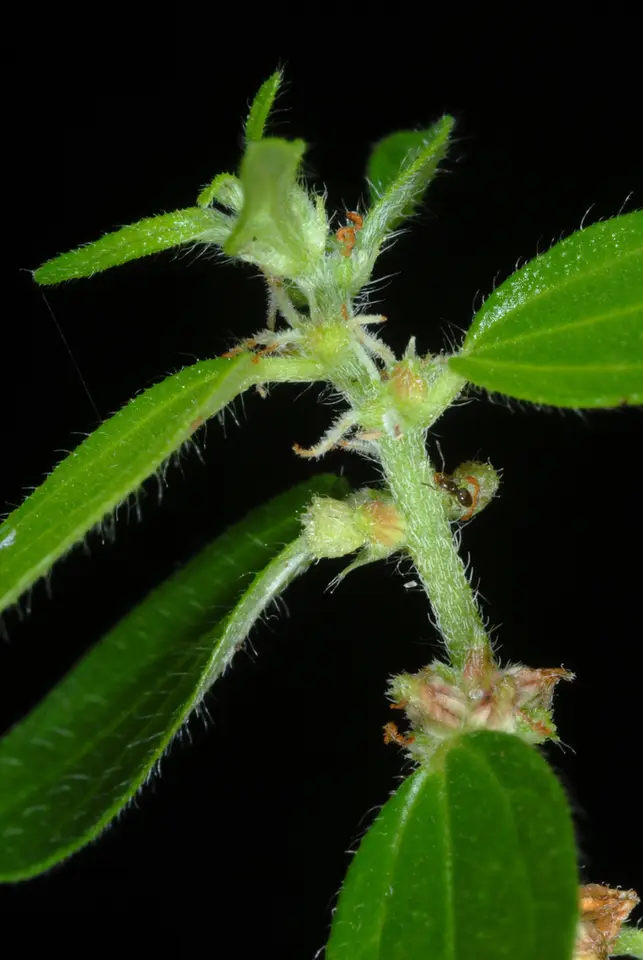 Ceylon Pouzolzia (Pouzolzia zeylanica)
