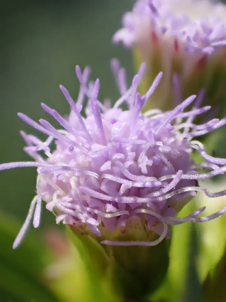 Pussyfoot (Praxelis clematidea)