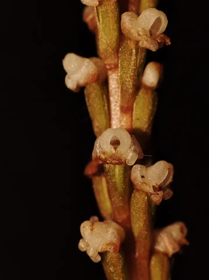 Small Prescott Orchid (Prescottia oligantha)