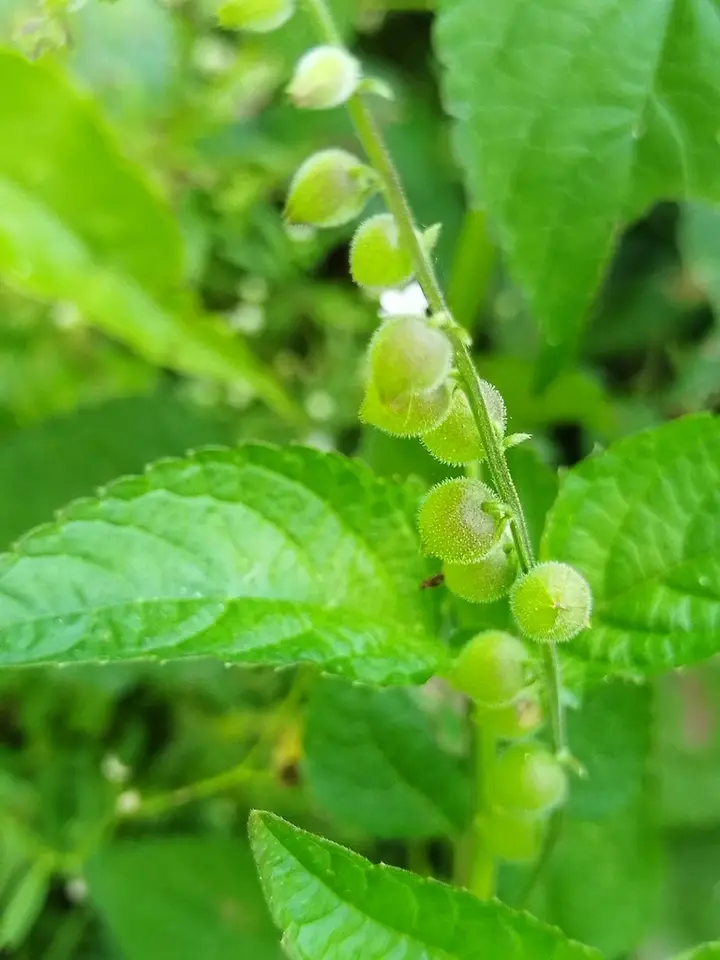 Catstongue (Priva lappulacea)