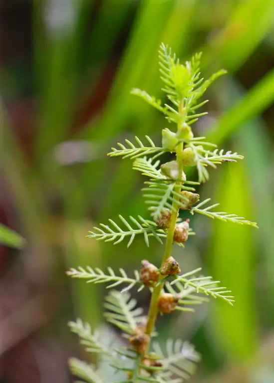 Combleaf Mermaidweed (Proserpinaca pectinata)
