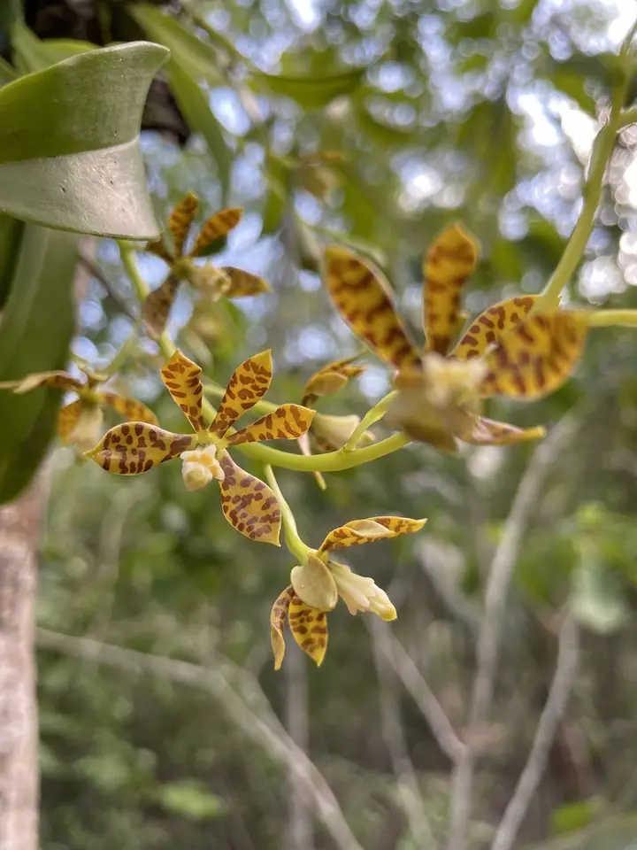 Dollar Orchid (Prosthechea boothiana)