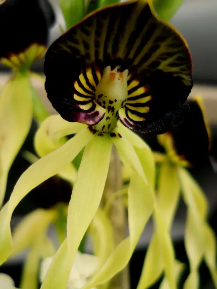 Clamshell Orchid (Prosthechea cochleata)
