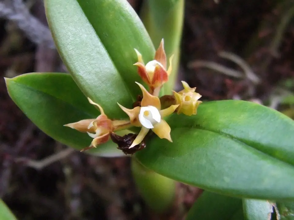 Dwarf Butterfly Orchid (Prosthechea pygmaea)