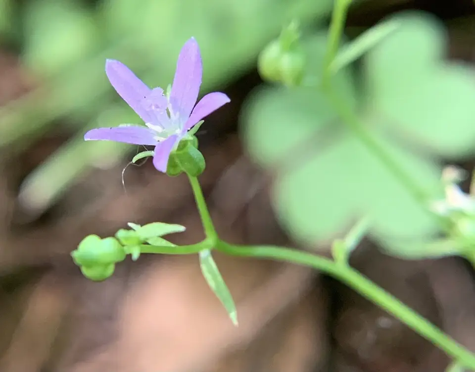 Brooksville Bellflower (Protocodon robinsiae)