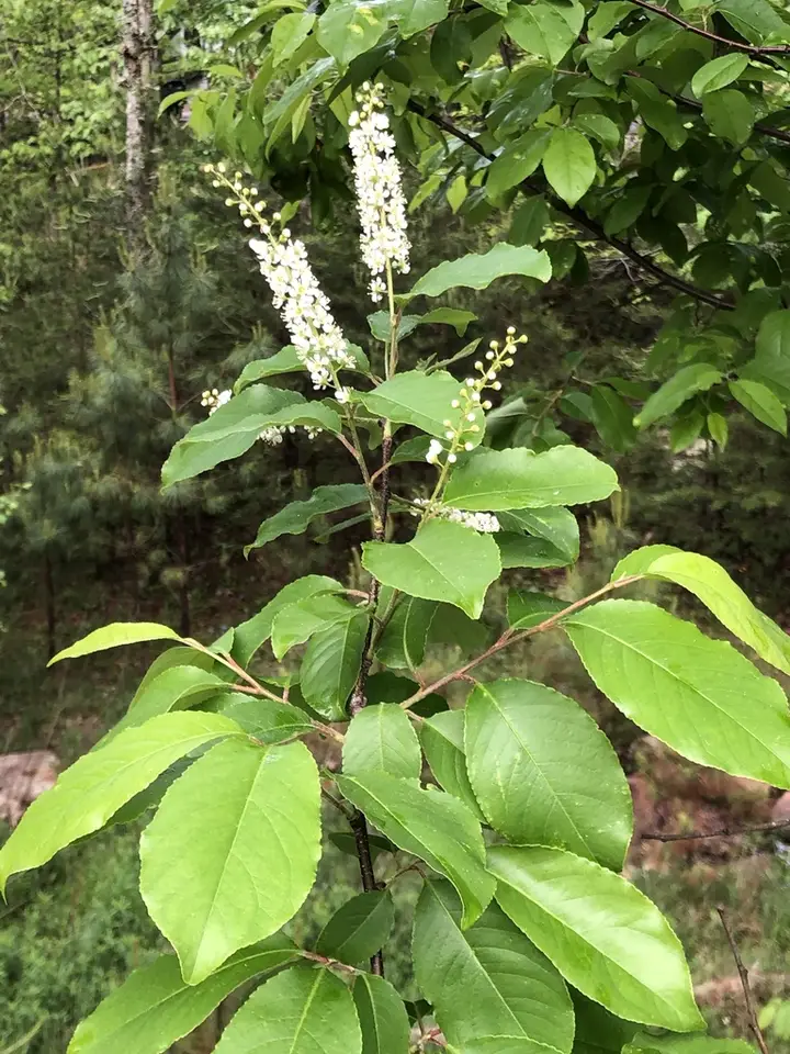Alabama Cherry (Prunus alabamensis)