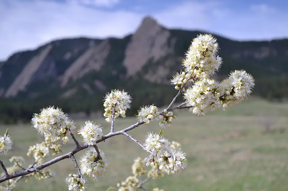American Plum (Prunus americana)