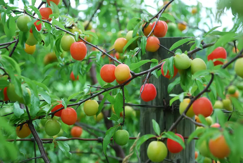 Chickasaw Plum (Prunus angustifolia)