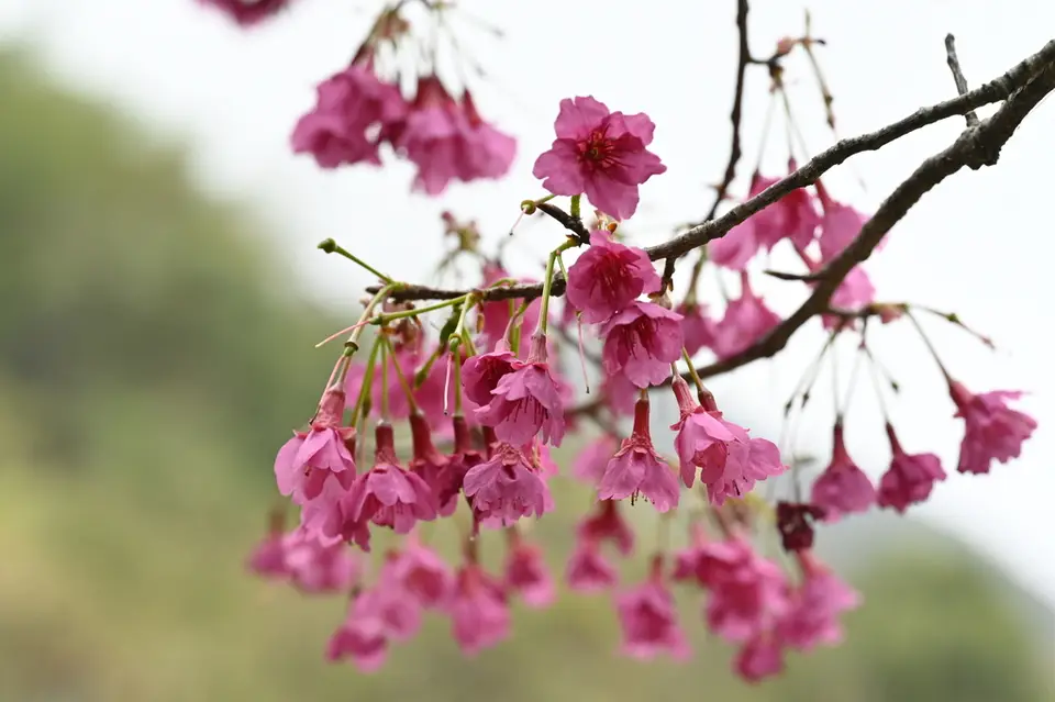 Taiwan Cherry (Prunus campanulata)