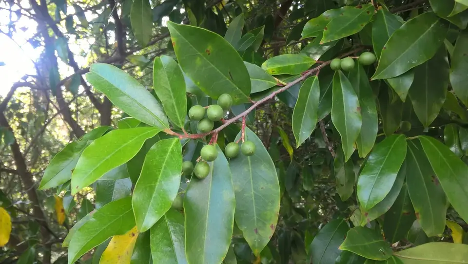 Carolina Laurelcherry (Prunus caroliniana)