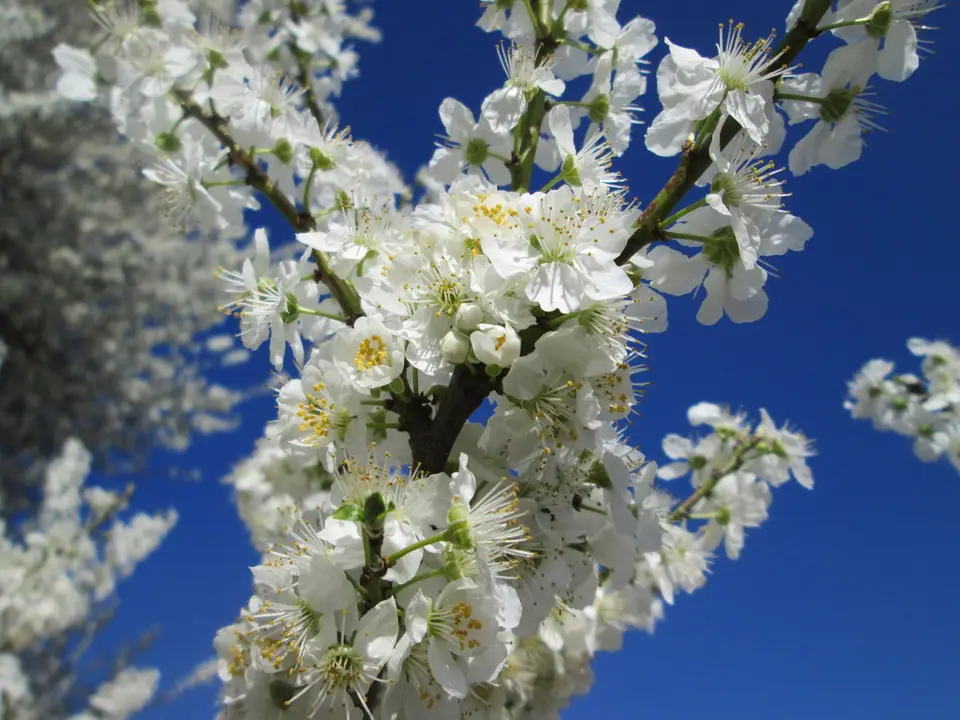 Cherry-Plum (Prunus cerasifera)