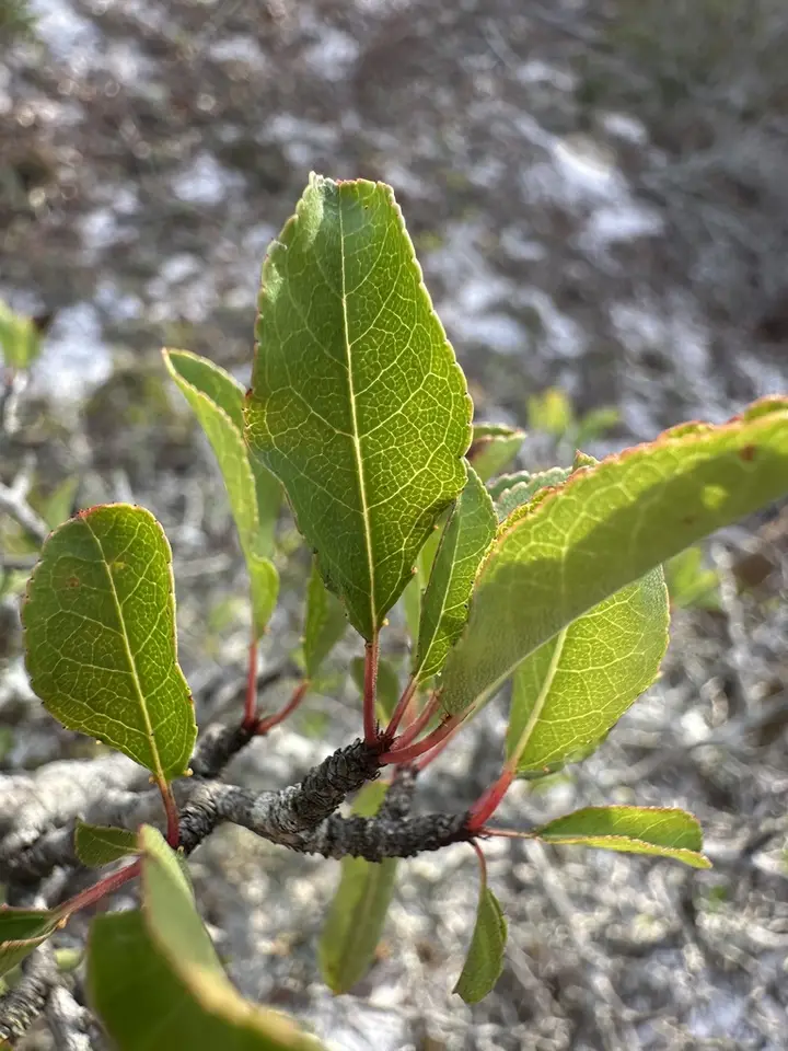 Scrub Plum (Prunus geniculata)