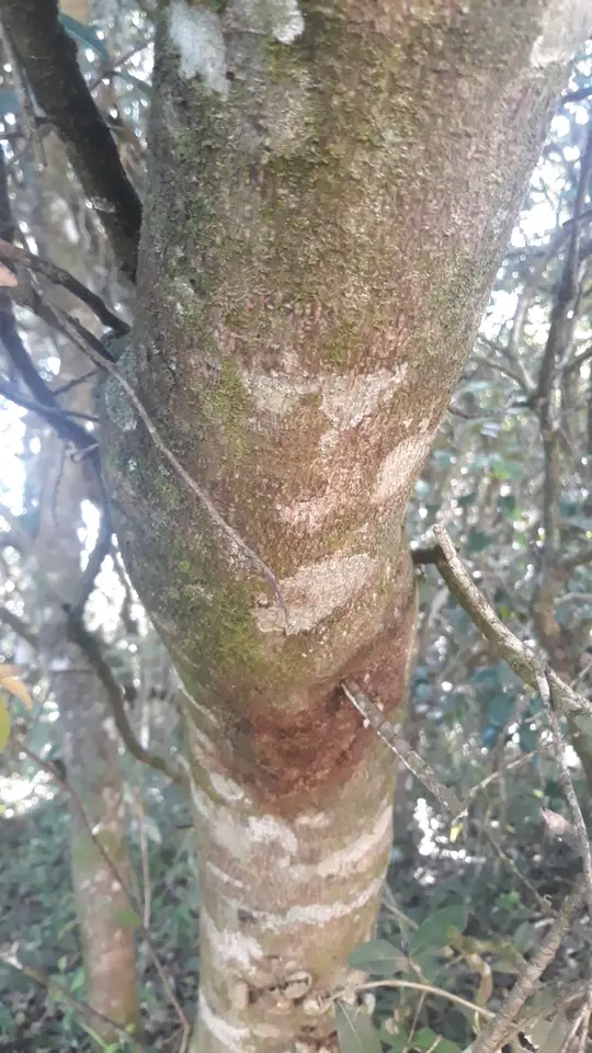 West Indian Cherry (Prunus myrtifolia)