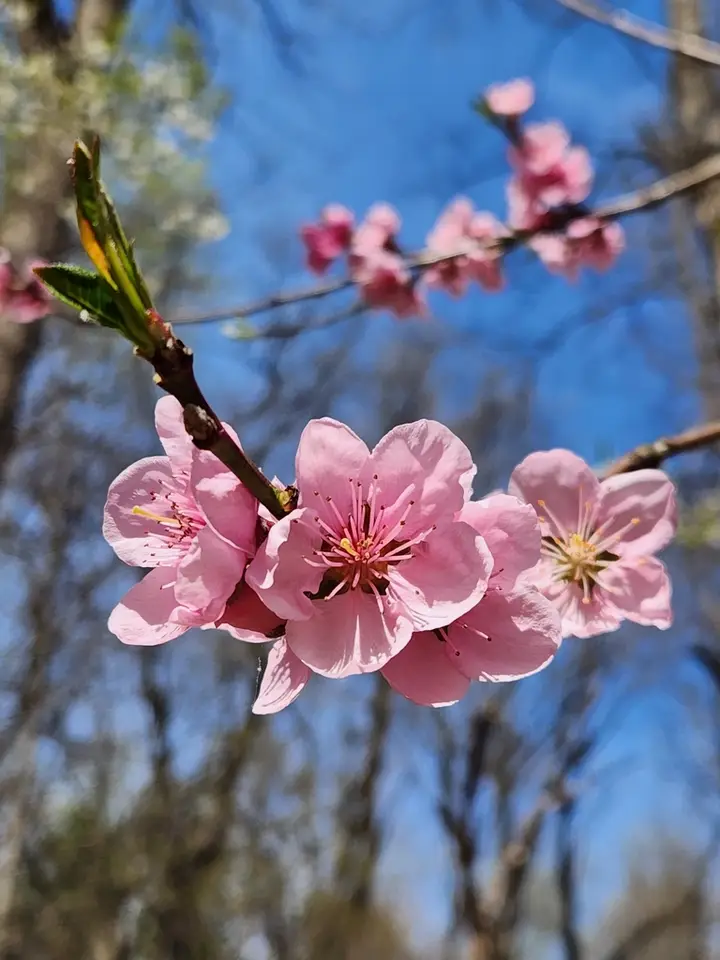 Peach (Prunus persica)